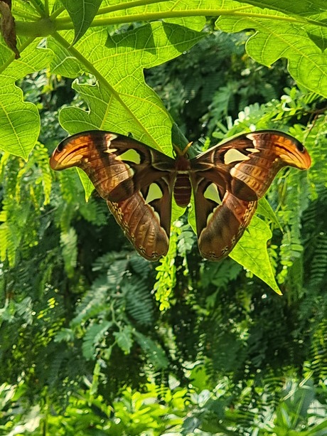 Atlasvlinder