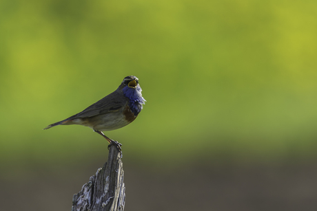 Zingende blauwborst