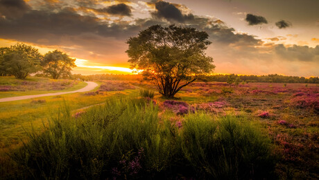 Zonsondergang Westerheide