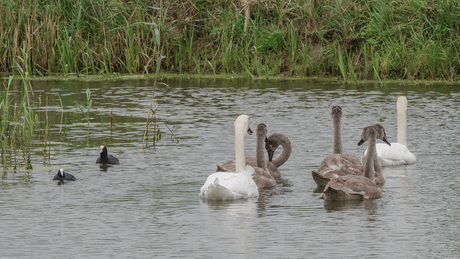 Een nieuwe familie Zwaan.