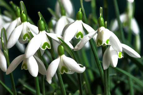 Sneeuwklokjes