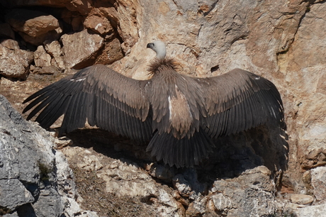 Vale Gier, Gorges du Verdon