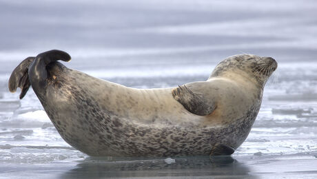 Gewone zeehond ( ijsland )