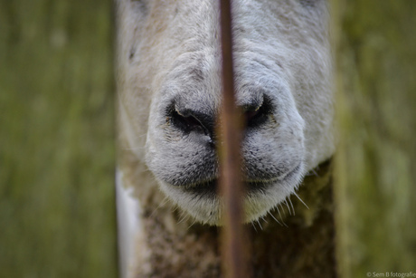 Het schaap 