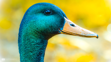 Mooie closeup van een eend