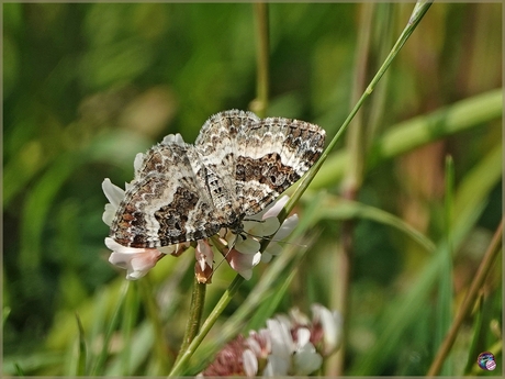Gewone bandspanner …