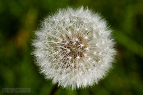 Paardebloem