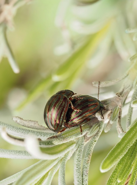 Lente in de “bol”. 