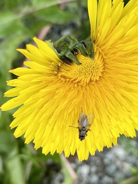 Bloemetjes en bijtjes