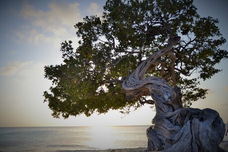 De mooiste boom van Aruba!