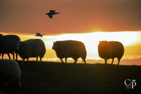 Zonsopkomst bij de schapen