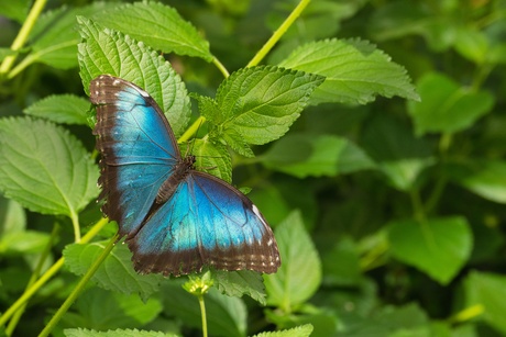 Soort morpho peleides