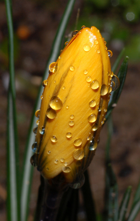 begin lente geel