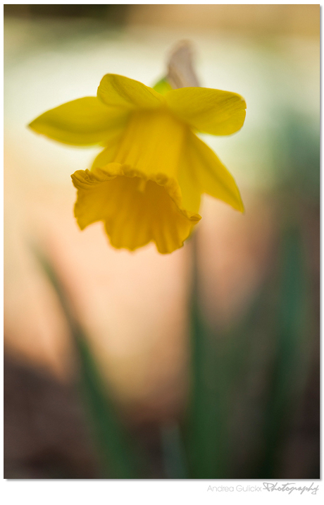 Yellow Ballerina