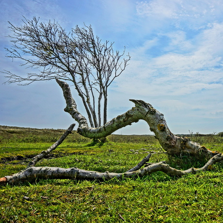 Leven en sterven