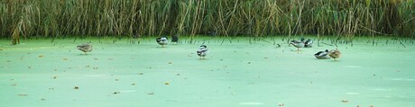 Watervogels op bevroren kroos. Foto 1.