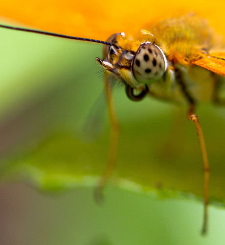 Hortus_Botanicus_2013_09.jpg