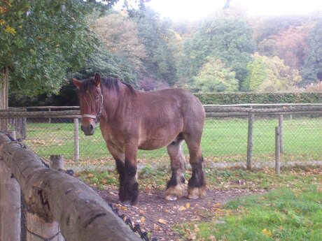 paard