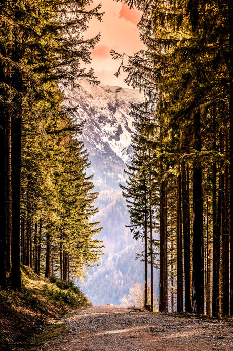 Oostenrijkse bossen