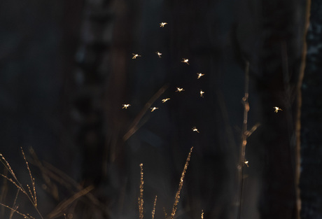 Captured by the light