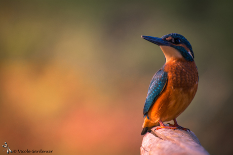 Kingfisher 2