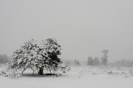 Sneeuw in de Maashorst