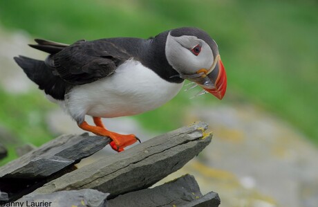 Puffin