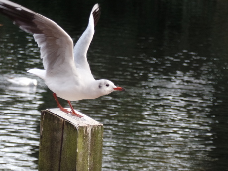 Meeuw in Volkspark