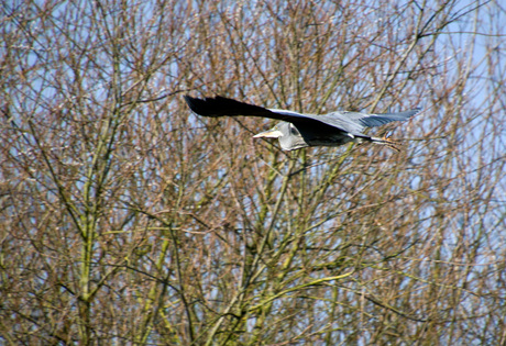 Reiger