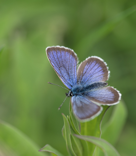 Blauwtje in de bergen