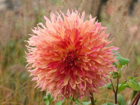 Dahlia. #eigen tuin