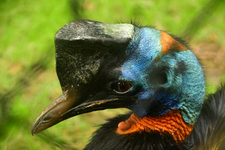 CLOSE UP