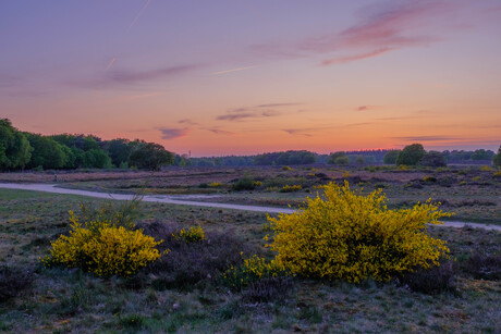 Bloeiende brem op de heide