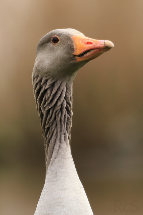 Grauwe gans