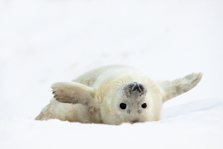 Zeehond