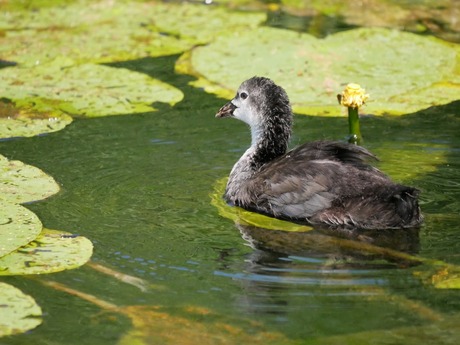 Jonge Meerkoet