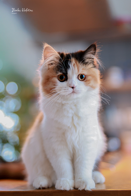 Kruising pers/chincilla