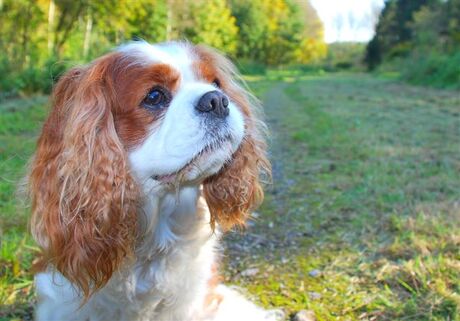 Clint de superhond