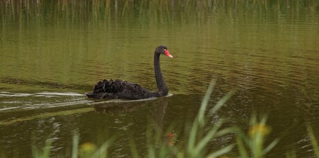 Lekker aan het zwemmen.