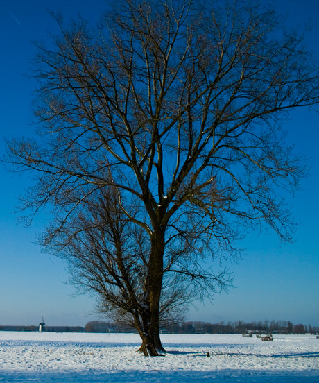 Big old tree.