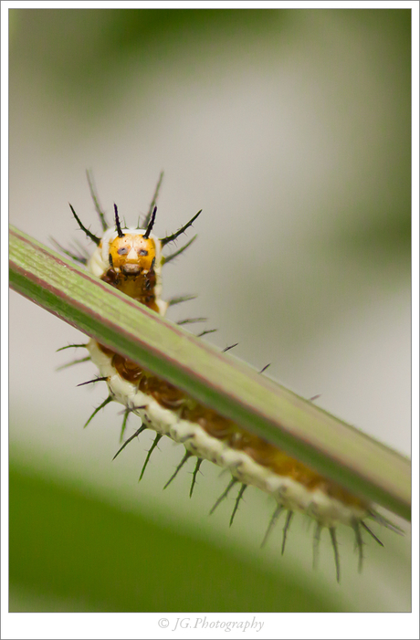 caterpillar