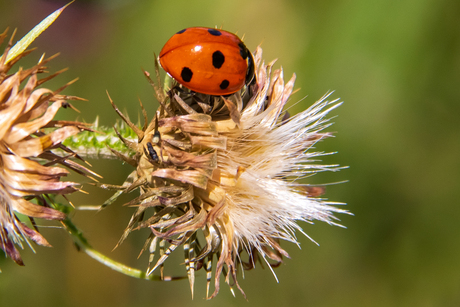 Lieveheerbeestje op distel