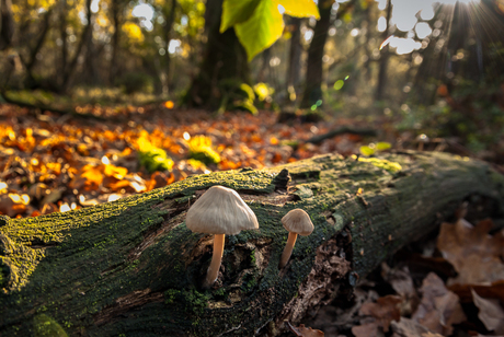 Herfst 2013 (6 Wiljan Visser.jpg