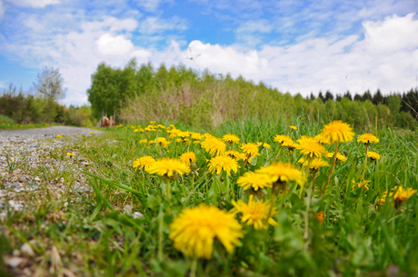 paard-en-bloemen