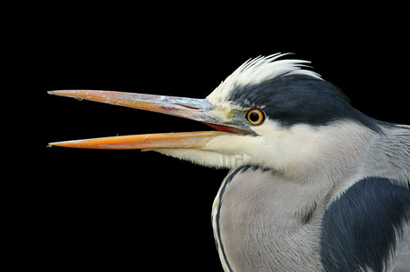 Reiger Close-up