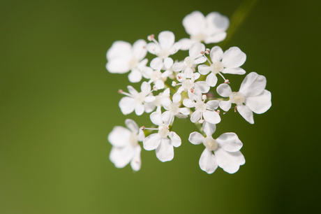 Bloemetjes