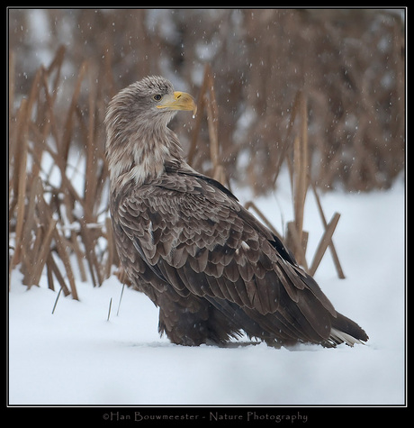 Eagles in the snow