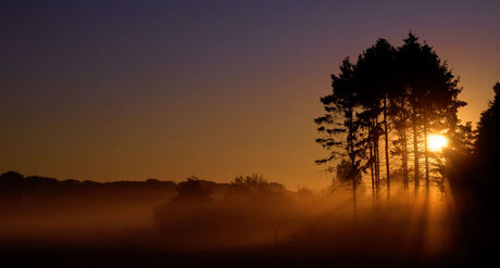 Sunlight through the trees