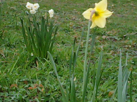 Bloemen om het grasveld