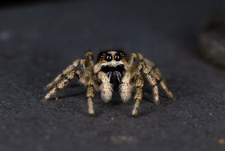 Springspin met kraaloogjes